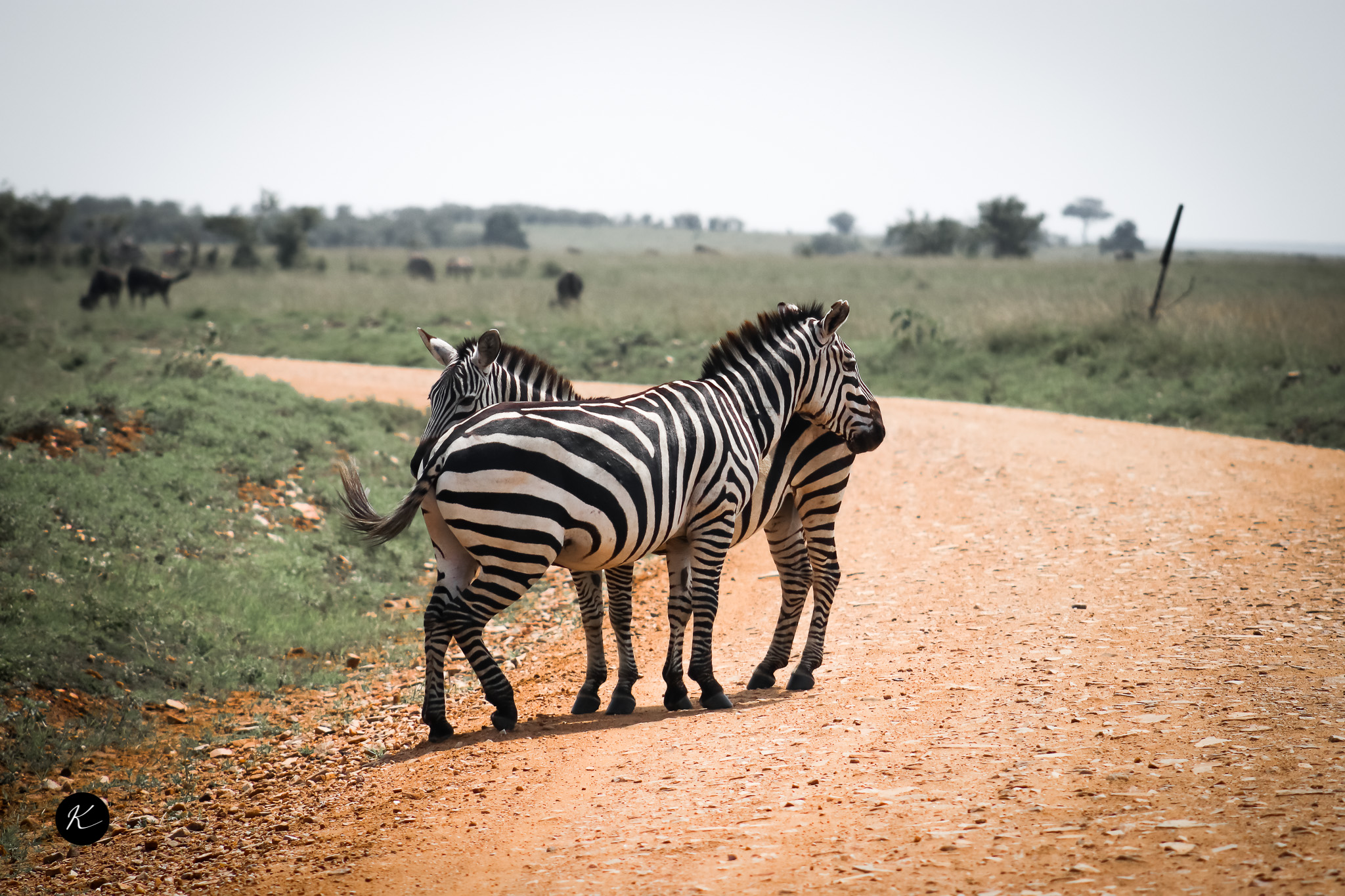 Masai Mara safari 4 Days 3 Nights Safari package