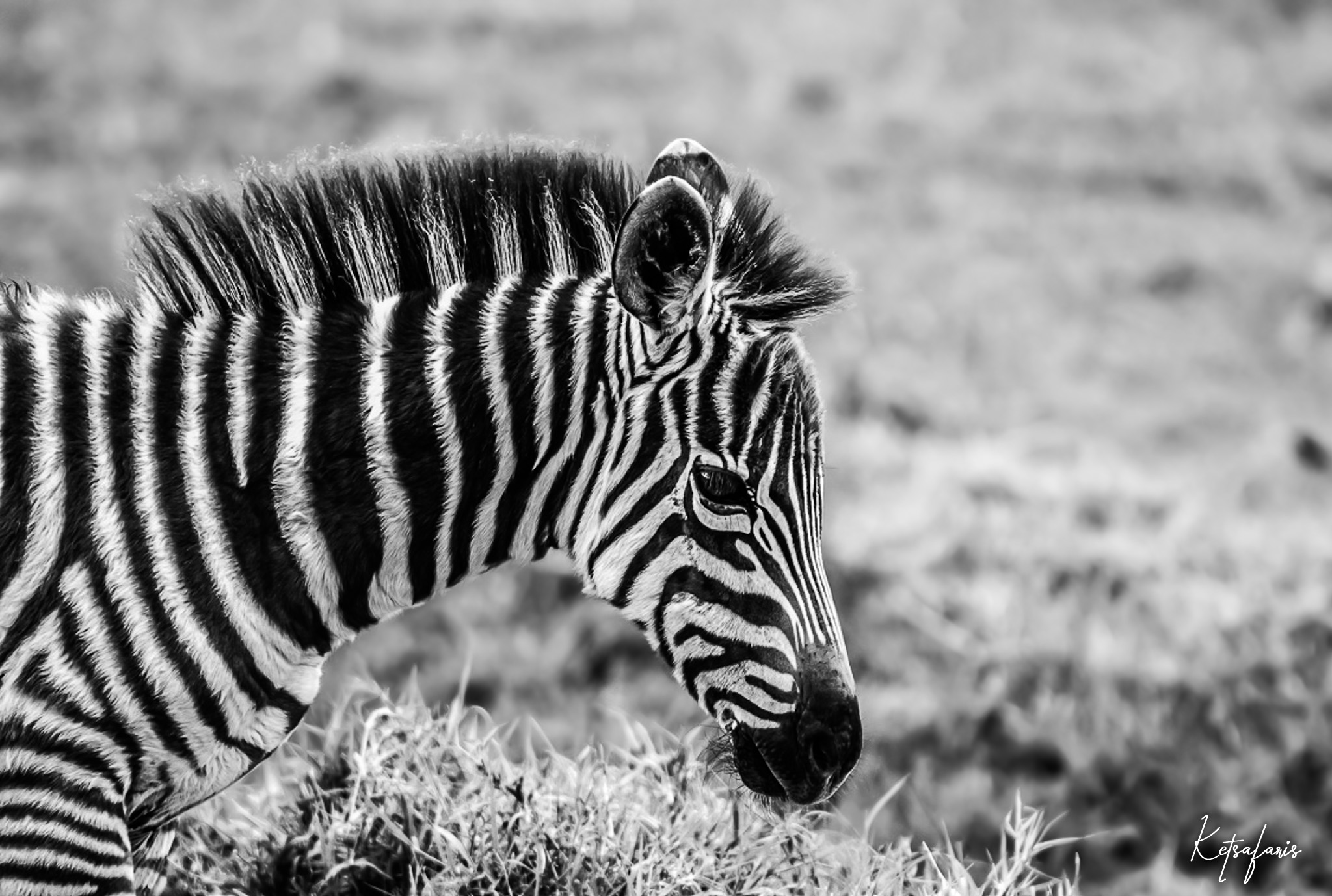 Embark on a luxurious adventure unlike any other on our exclusive 7 Days 6 Nights Nairobi | Amboseli | Masai Mara | Lake Nakuru Luxury Safari