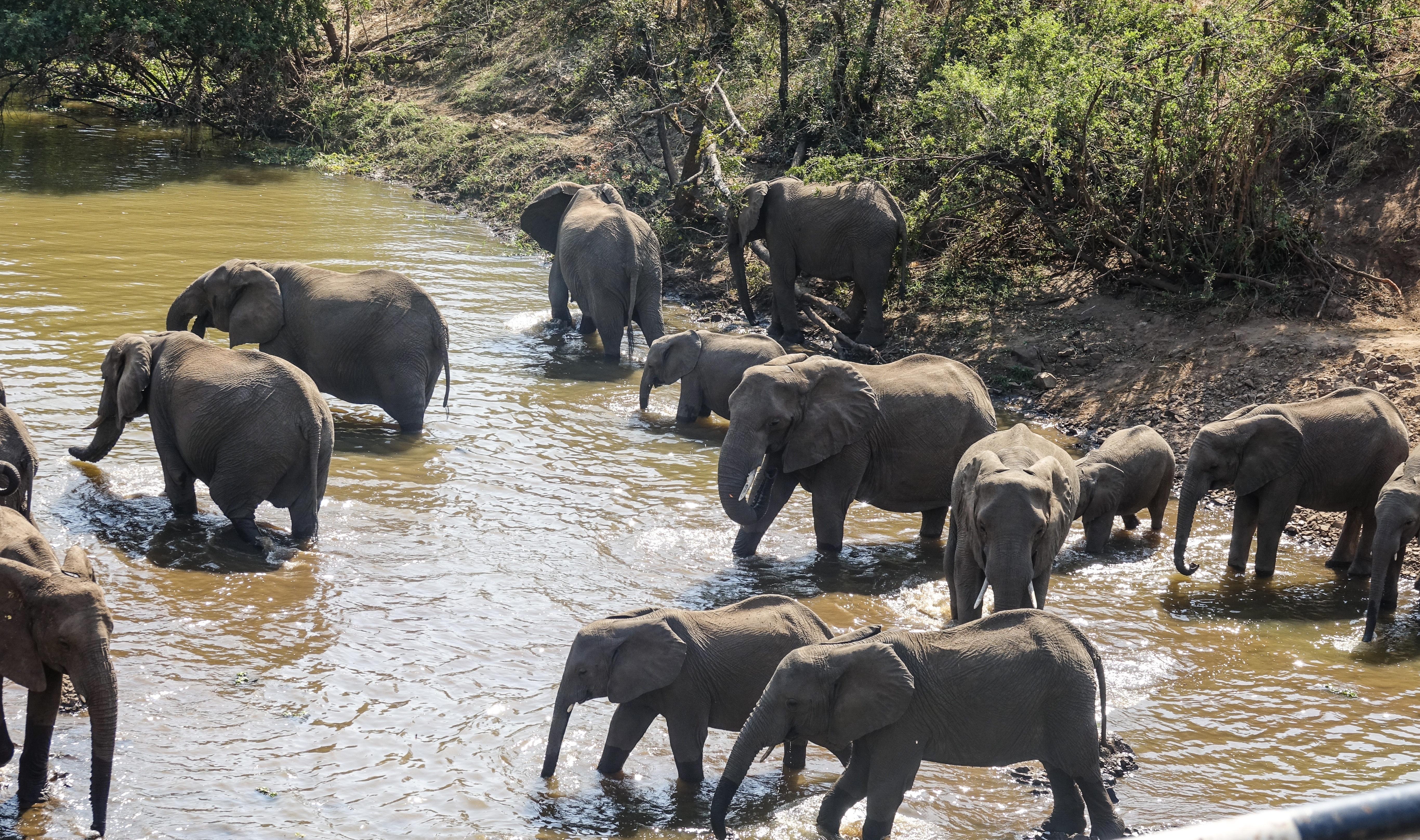 Visit Victoria Falls and Venture into wilderness safari in Chobe National Park