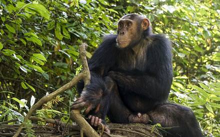 Have pleasure with Ugandan Jungle