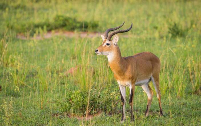 Enjoy the best wildlife with a remarkable experience