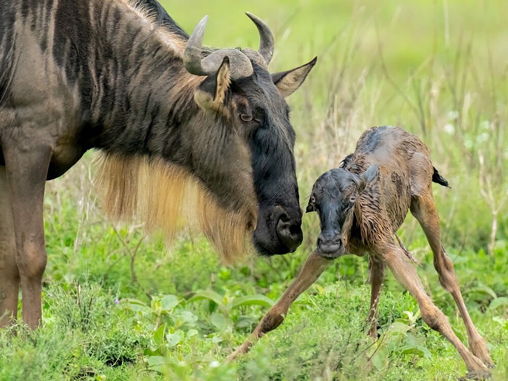 Wildebeest mother beside a newborn calf on green Ndutu plains during calving season