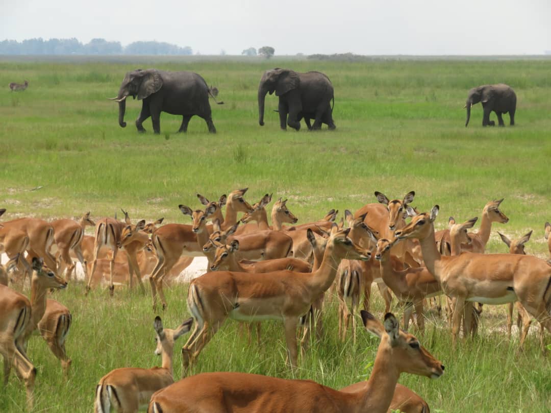 Chobe National Park