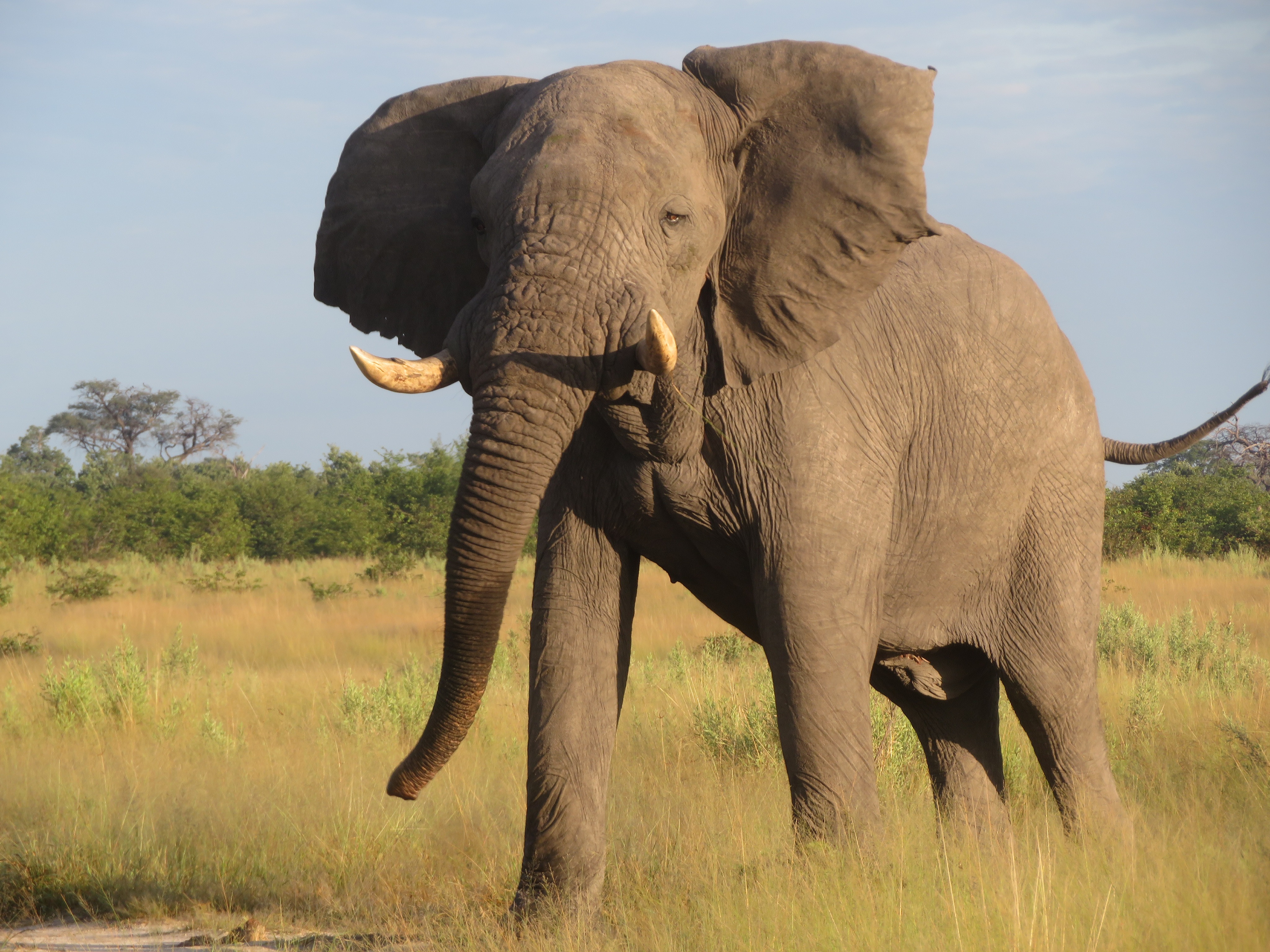 Chobe National Parks