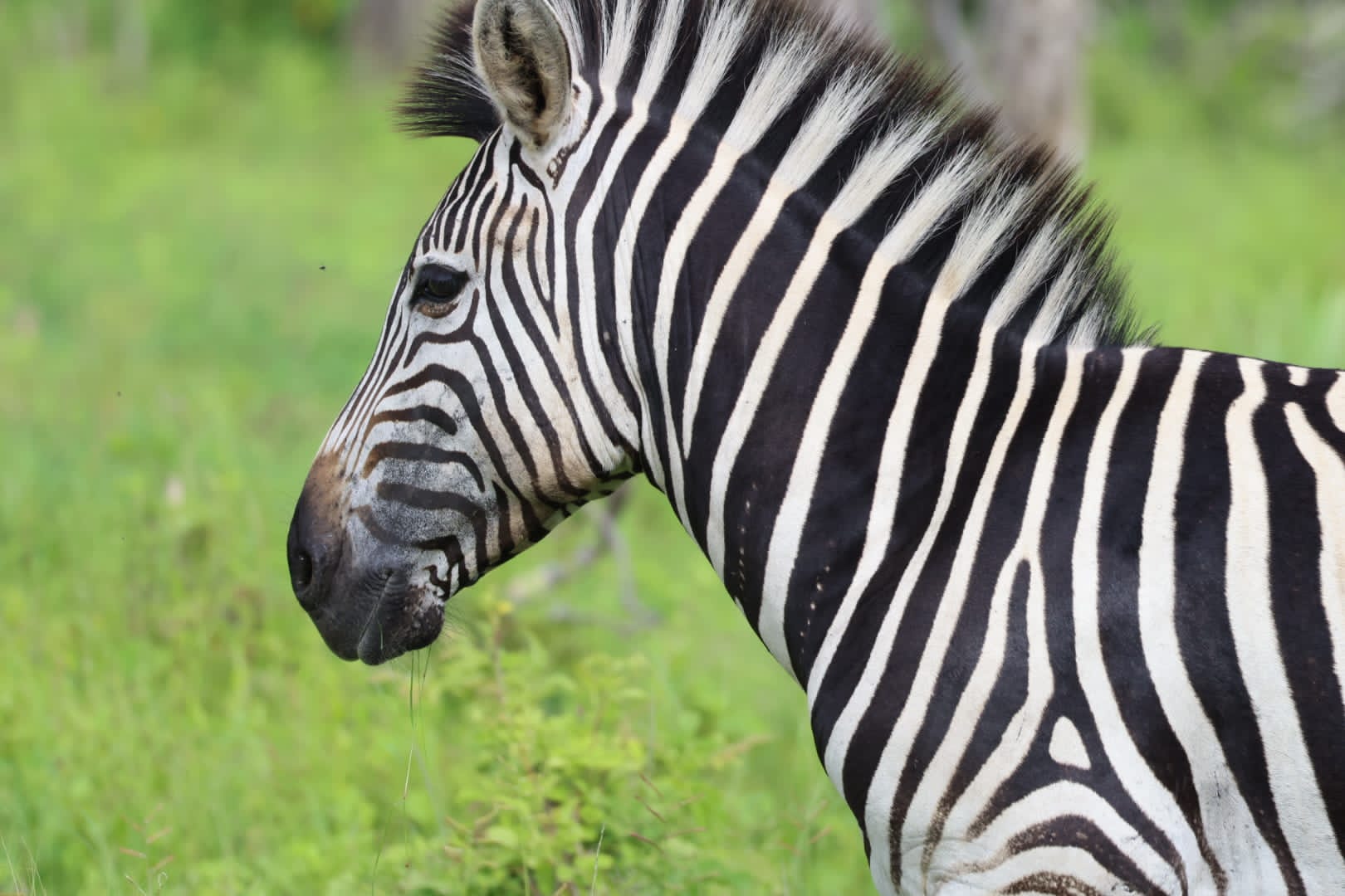 Chobe & Okavango Delta