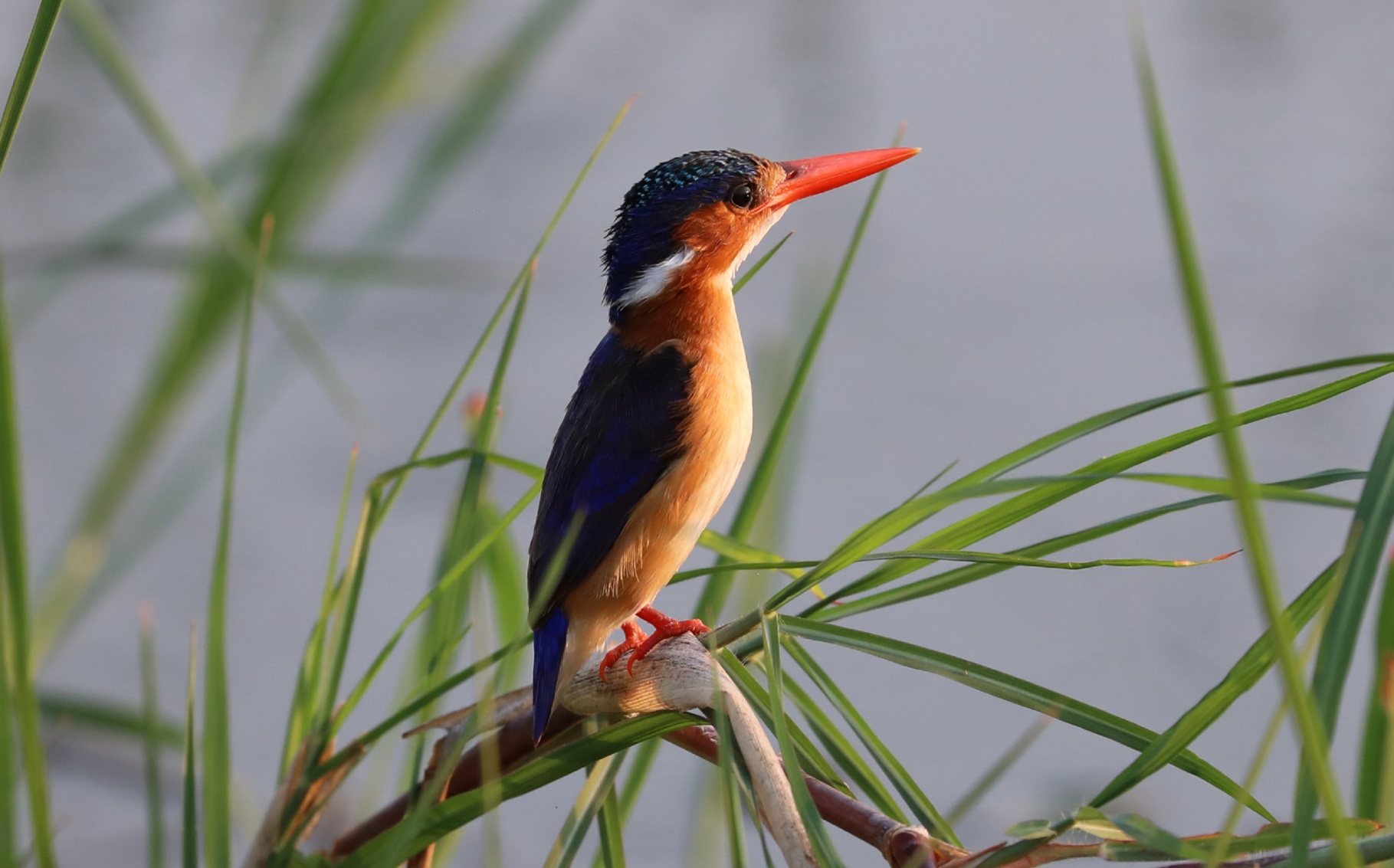 Okavango Delta and Chobe National Park