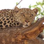 Okavango Delta 