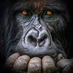 Book a 2-day gorilla trekking safari in Uganda starting from Kigali, Rwanda. Cross the border to Bwindi Impenetrable National Park 