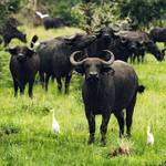 Explore East Africa on a 12-day Uganda and Rwanda wildlife and gorilla trekking safari