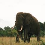 Bwindi, Queen Elizabeth, Kibale Forest, Murchison Falls, Ziwa &amp; Mabamba Swamp