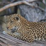Northbound -  Safari Under Canvas 