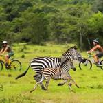 Enjoy a romantic 14 days honeymoon Uganda wildlife safari tour for couples with gorilla trekking