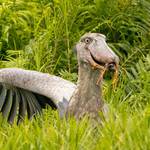 Experience the best of Uganda on a 5-day birding and gorilla trekking
