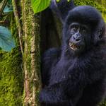 Experience a 5-day Queen Elizabeth Safari Uganda and Gorilla Trekking tour