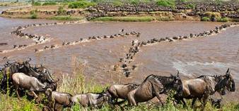Serengeti wildlife migration