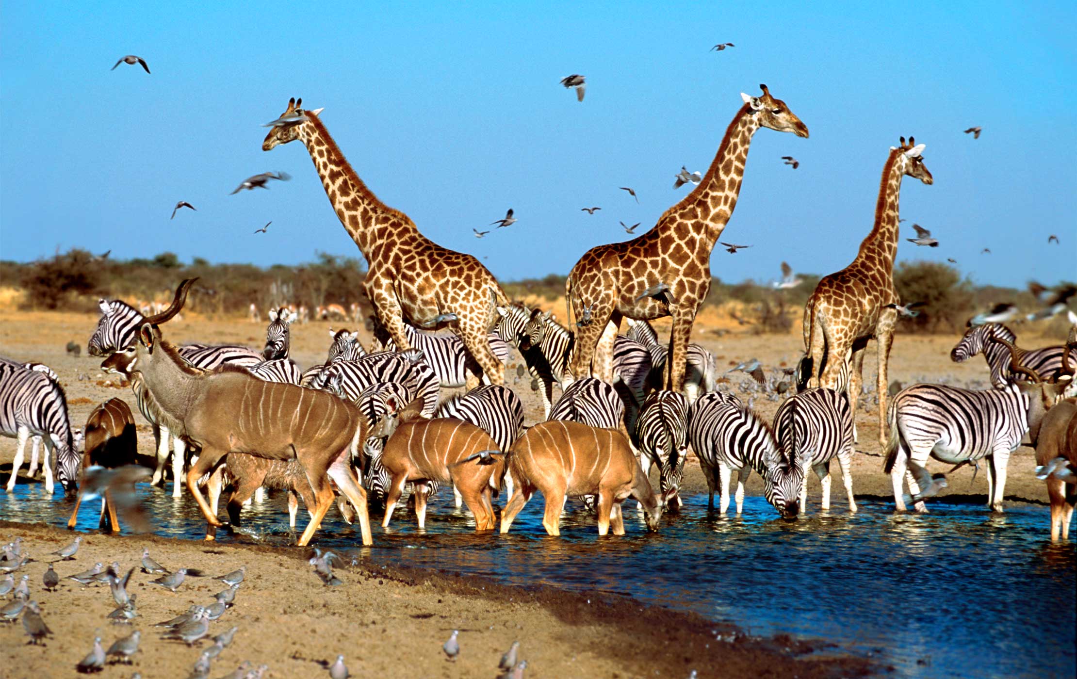 Born Free Safaris & Tours