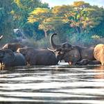 Experience Exceptional - South Luangwa - Lower Zambezi - Vic Falls