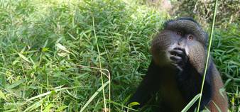 Gorilla & golden monkey