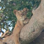 Enjoy a 4-day budget Uganda safari featuring mountain gorilla trekking in Bwindi Impenetrable National Park, wildlife game drives in Queen Elizabeth