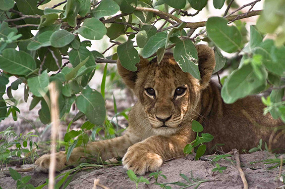 Kubwa Five Safaris African safari tour packages | 46 itineraries