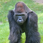 Mudi