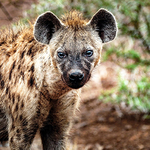 CarrenGitau