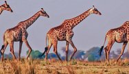 Chobe National Park