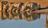 Etosha National Park