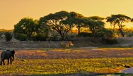 Ruaha National Park