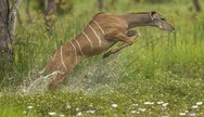 Okavango Delta