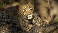 Moremi Game Reserve
