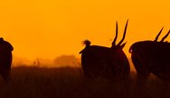 Nairobi National Park