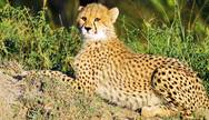 Greater Kruger National Park