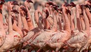 Lake Nakuru National Park