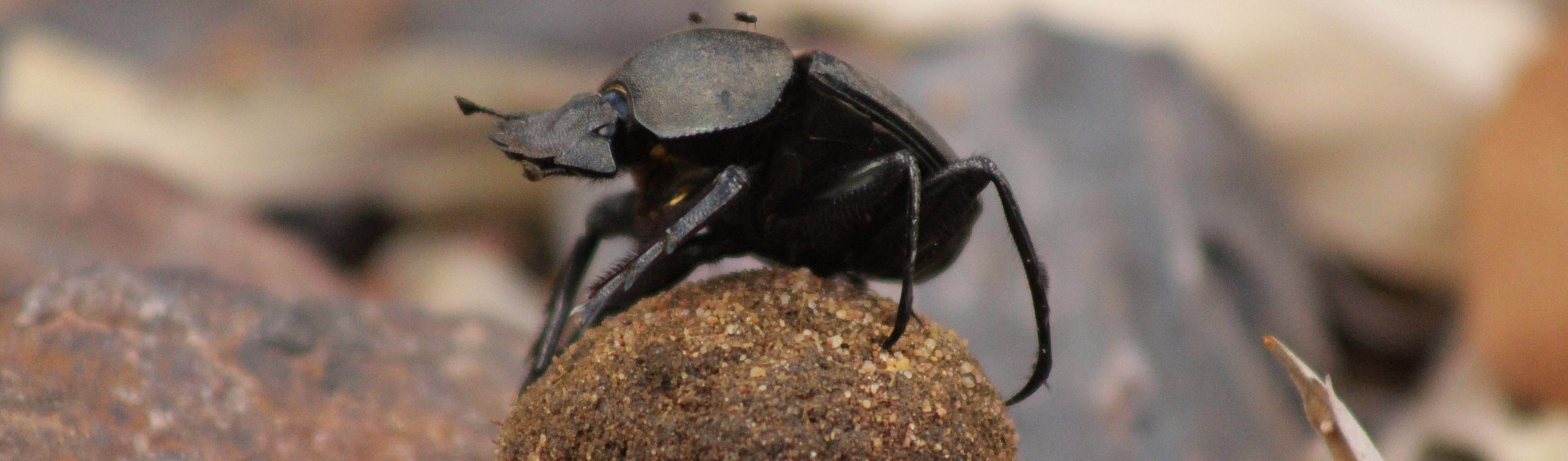 Dung beetle | Wild Planet Safari