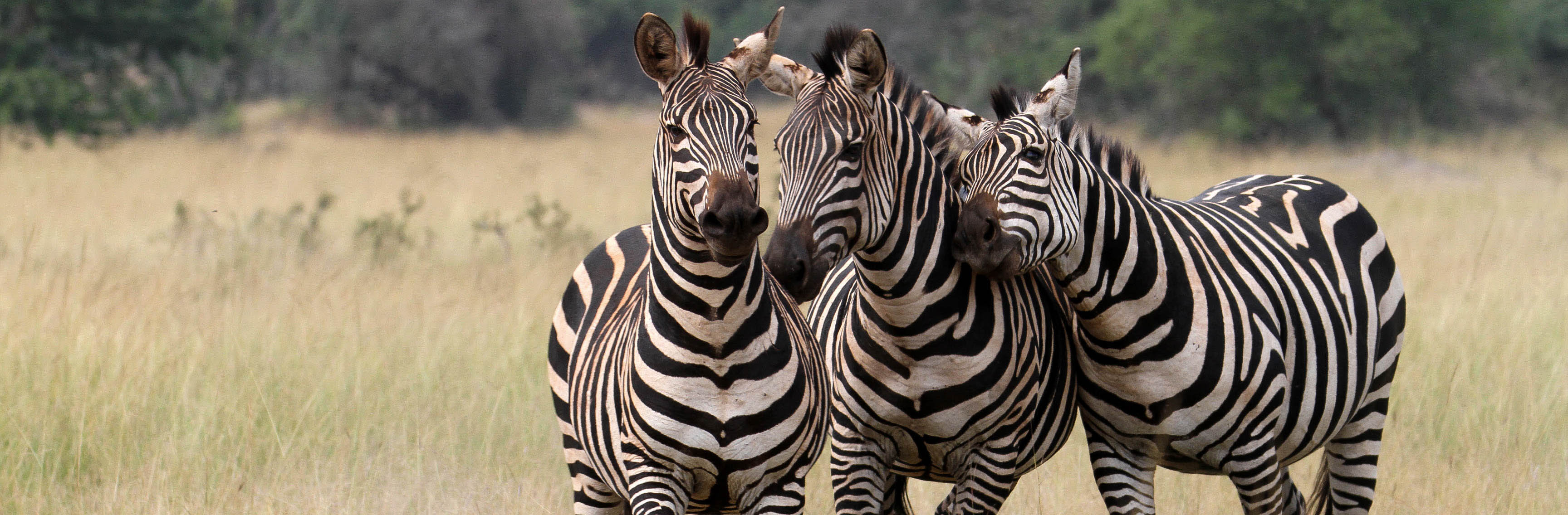 Zebra in Akagera National Park | Sarah Hall of African Parks