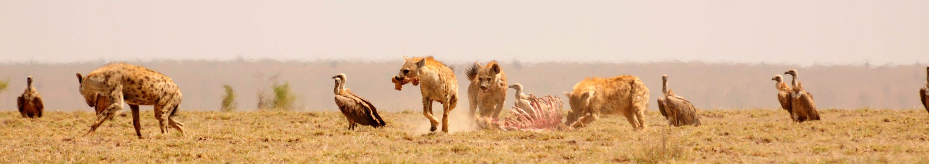 Hyenas in Amboseli | Transtrek Safaris