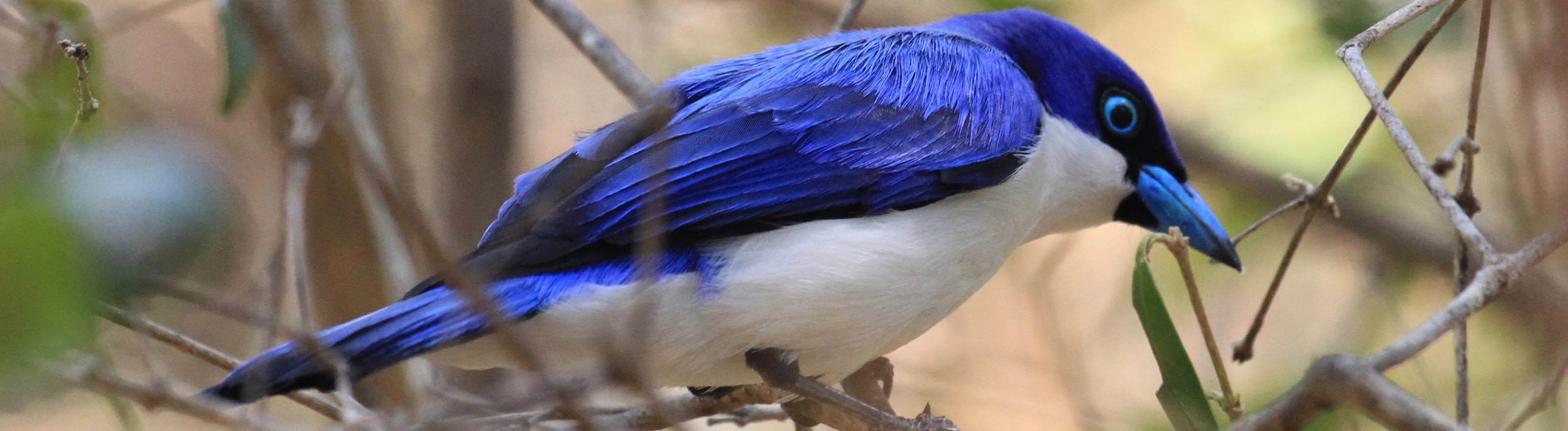 Blue Vanga, Ankarafantsika, Charles Davies Madagascar Tourism