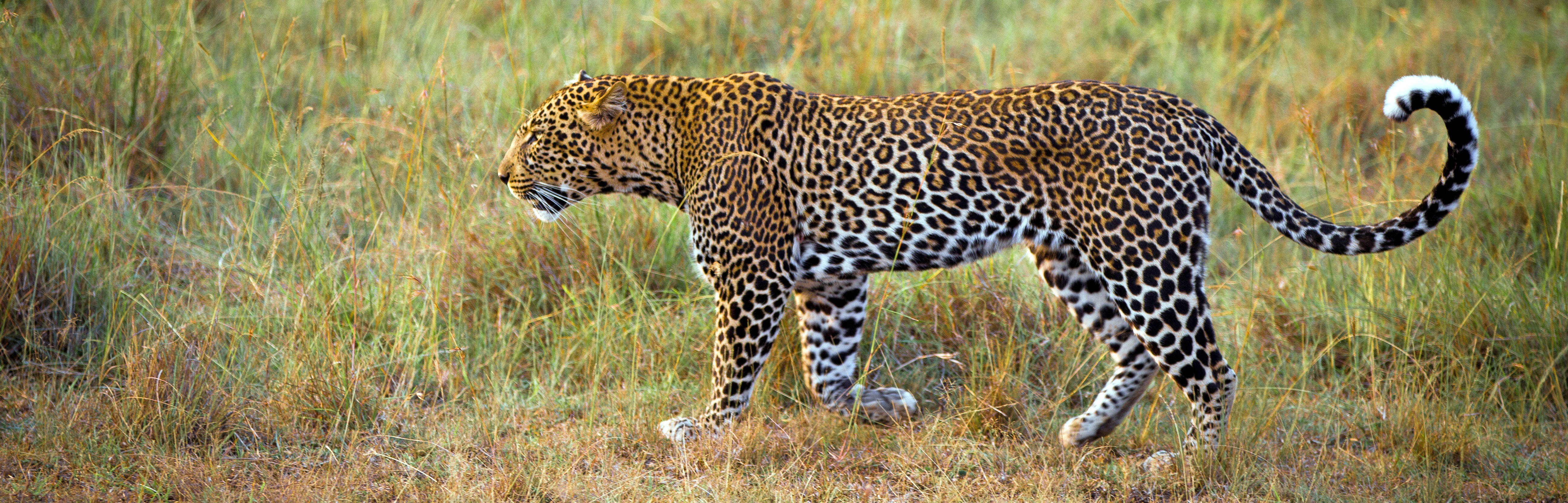 A leopard in Buffalo Springs | Apex Photo Safaris
