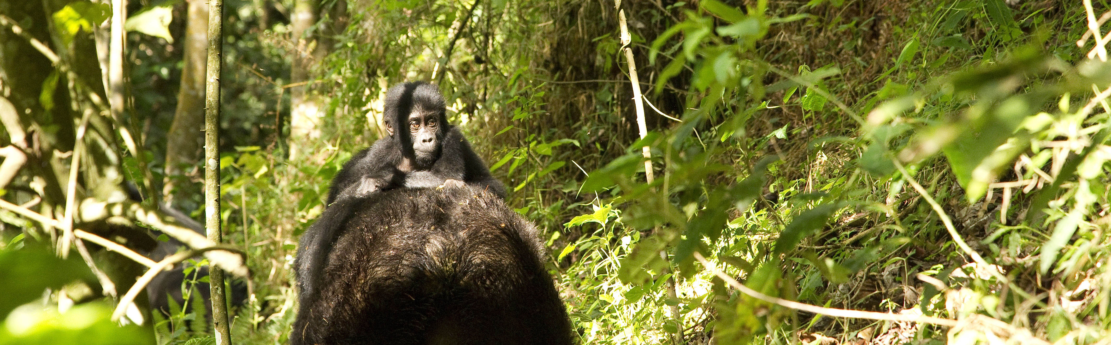 Bwindi Impenetrable National Park | J Goetz