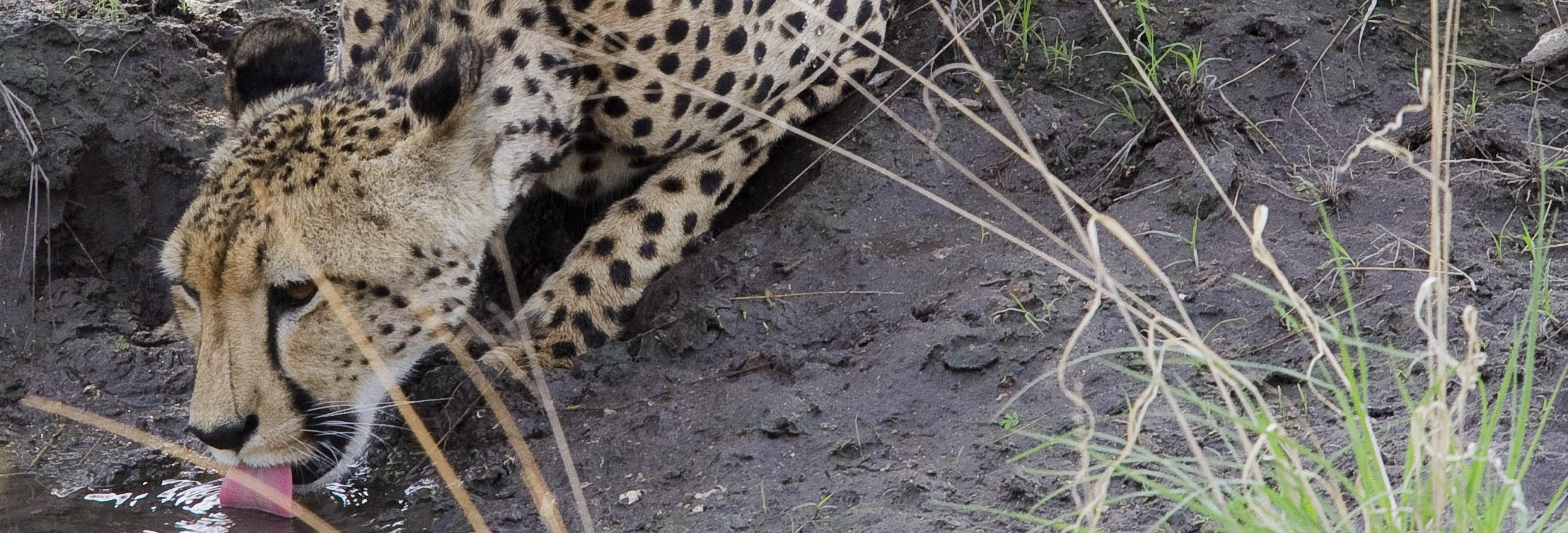 Thirsty cheetah in Central Kalahari GR | J.Goetz