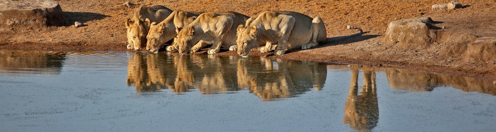Thirsty lions in Etosha, Namibia | Your Safari