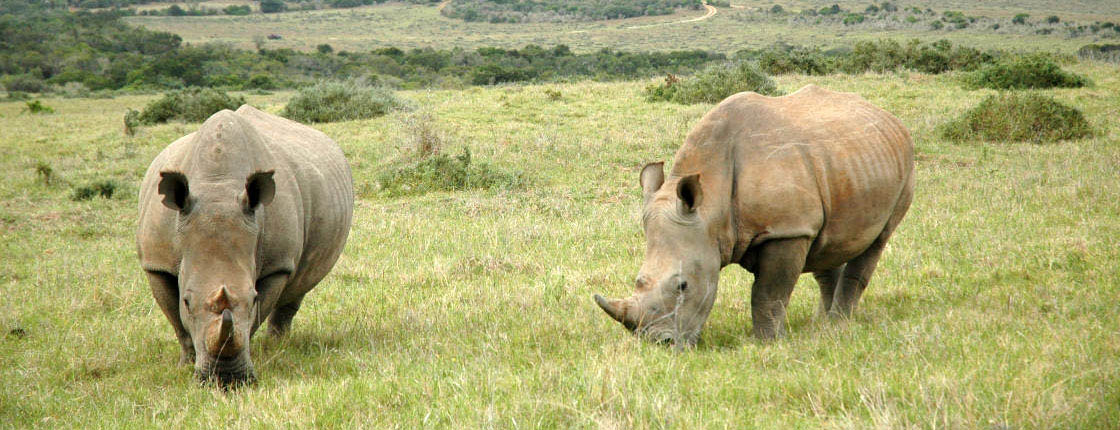 Garamba National Park, Africa. Photo by Creative Commons