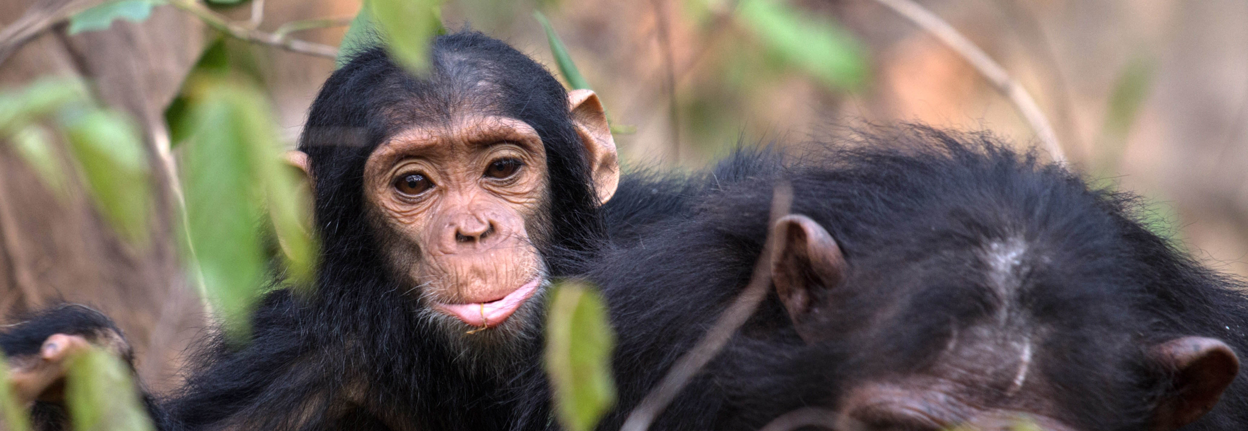 Baby chimpanzee, Gombe National park