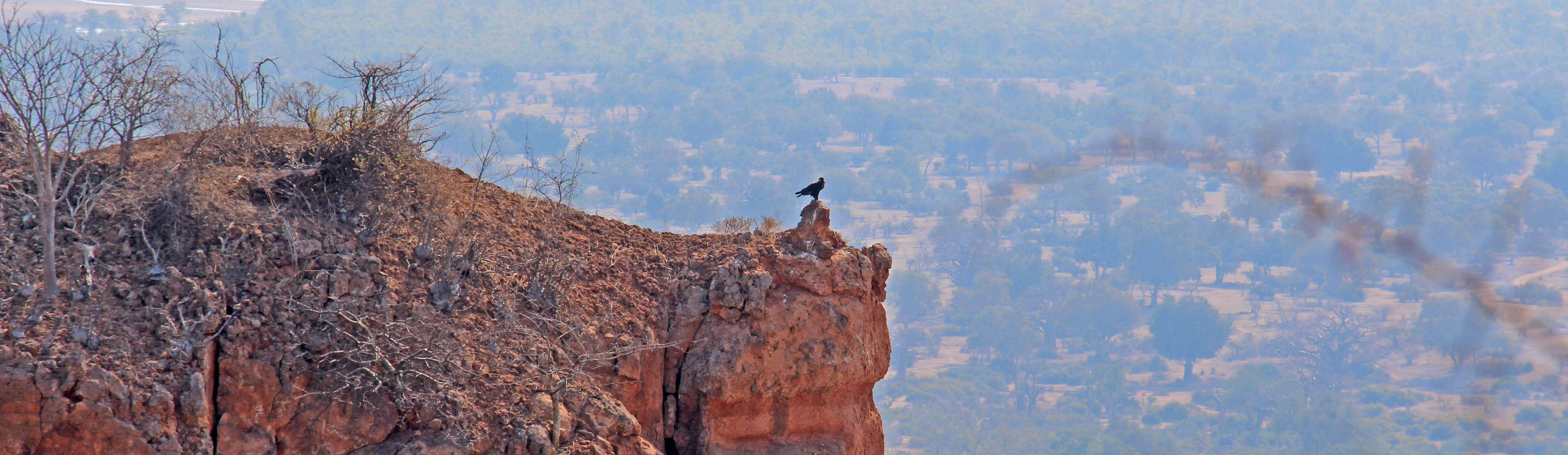 Verreaux eagle on Chilojo Cliffs, Gonarezhou | Experience Africa Safaris