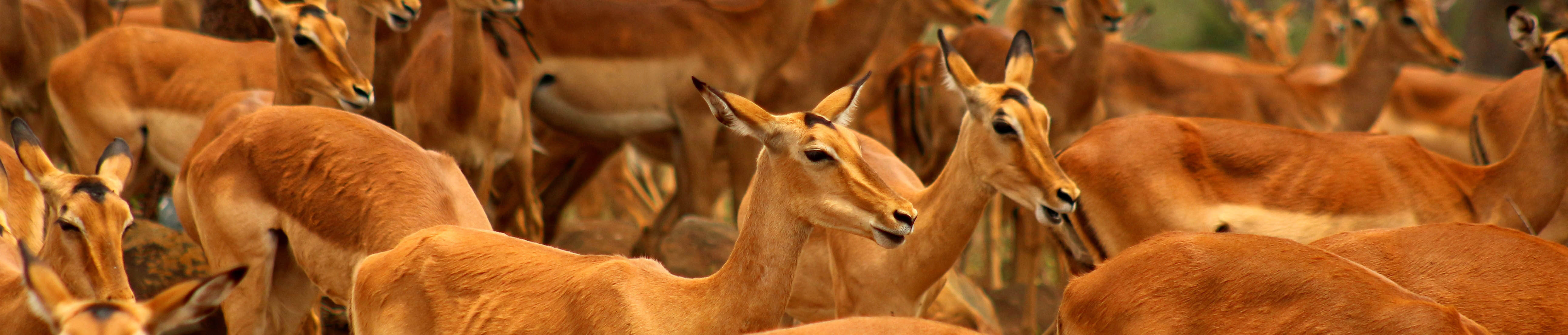Impala | Wild Planet Safari