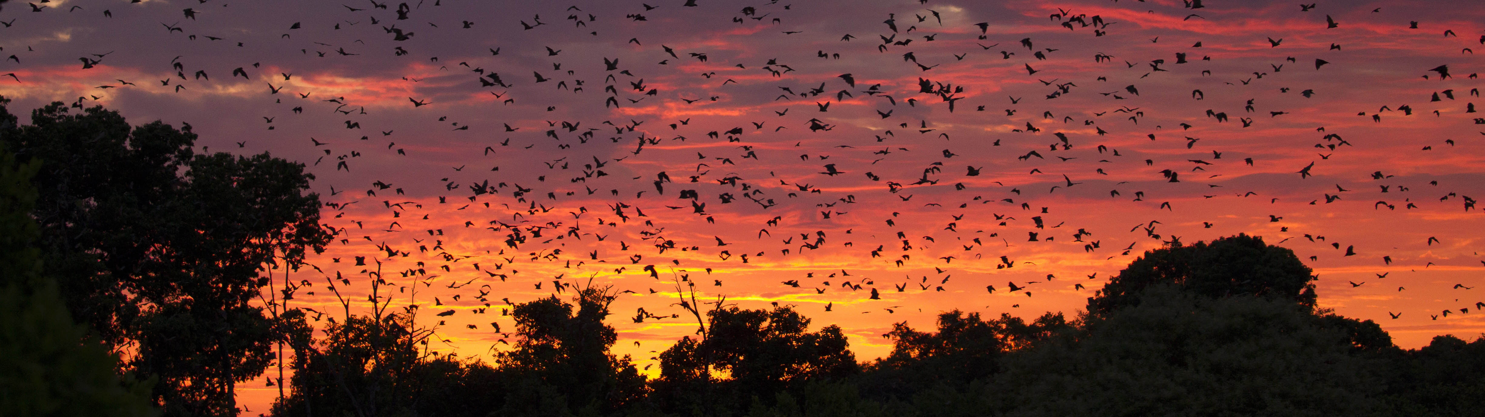 Fruit bat migration | Gilmour Dickson of Kaingu Safari Lodge