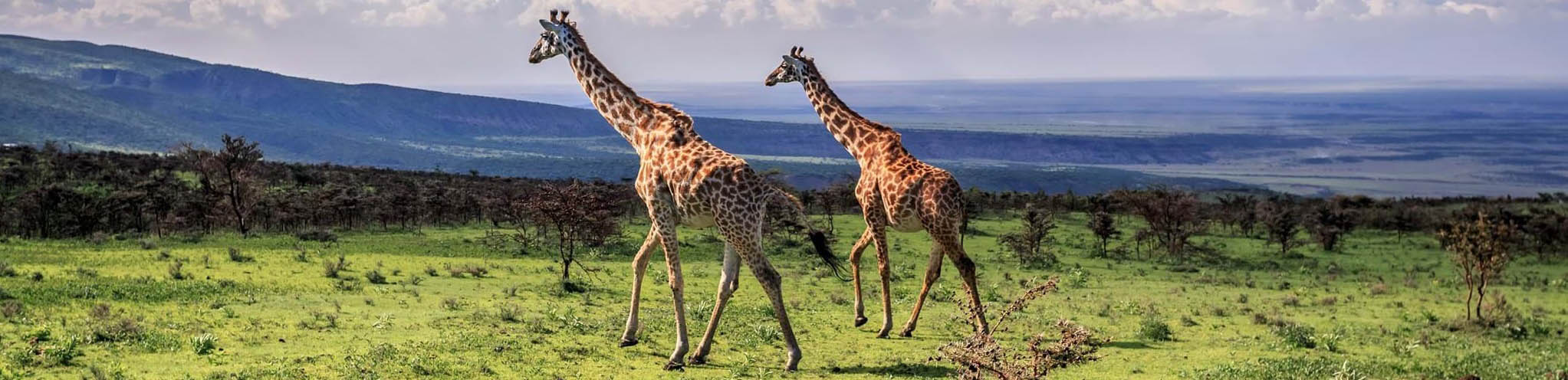Katavi giraffes