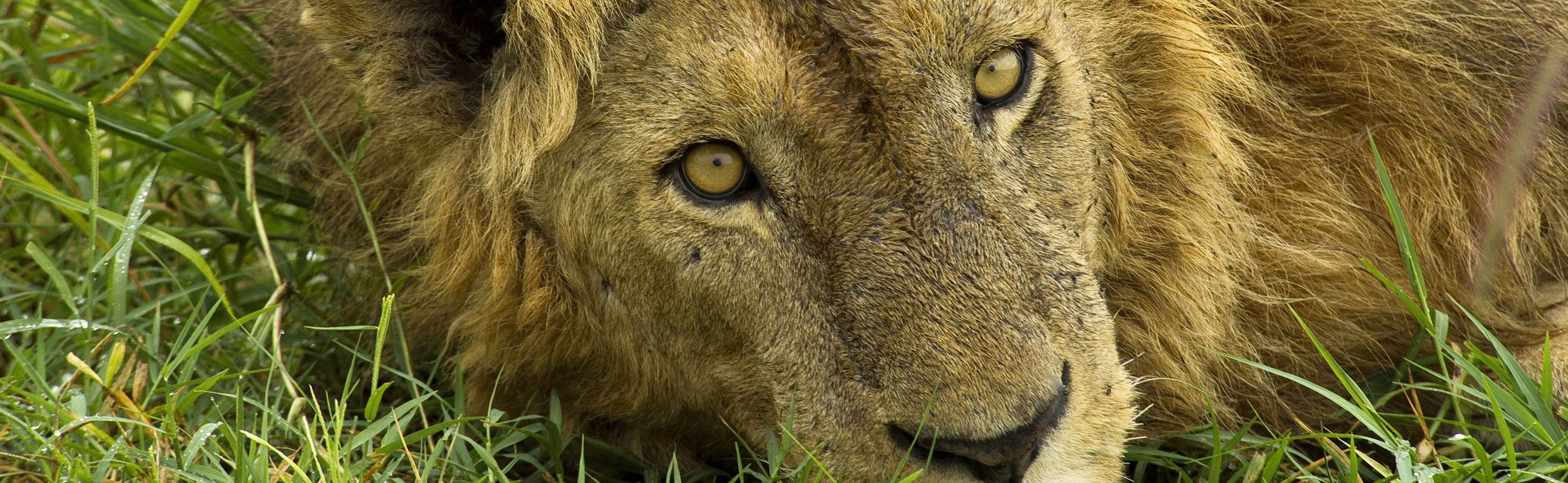 Male lion, Kidepo Valley National Park