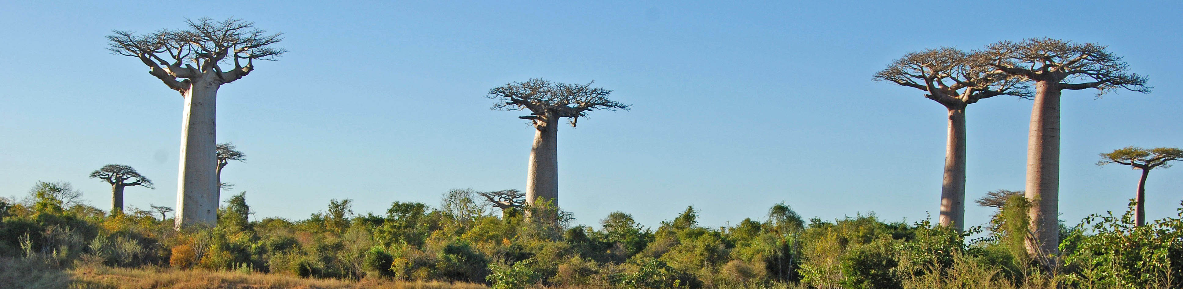 Avenue des baobabs. Kirindy Mitea